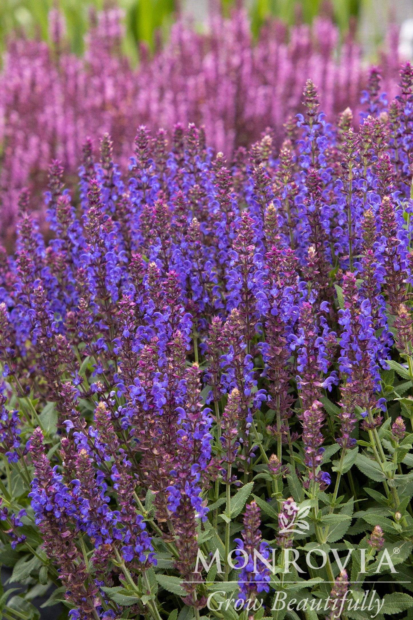 Salvia | Apex Meadow Sage | Blue - 1 Gallon