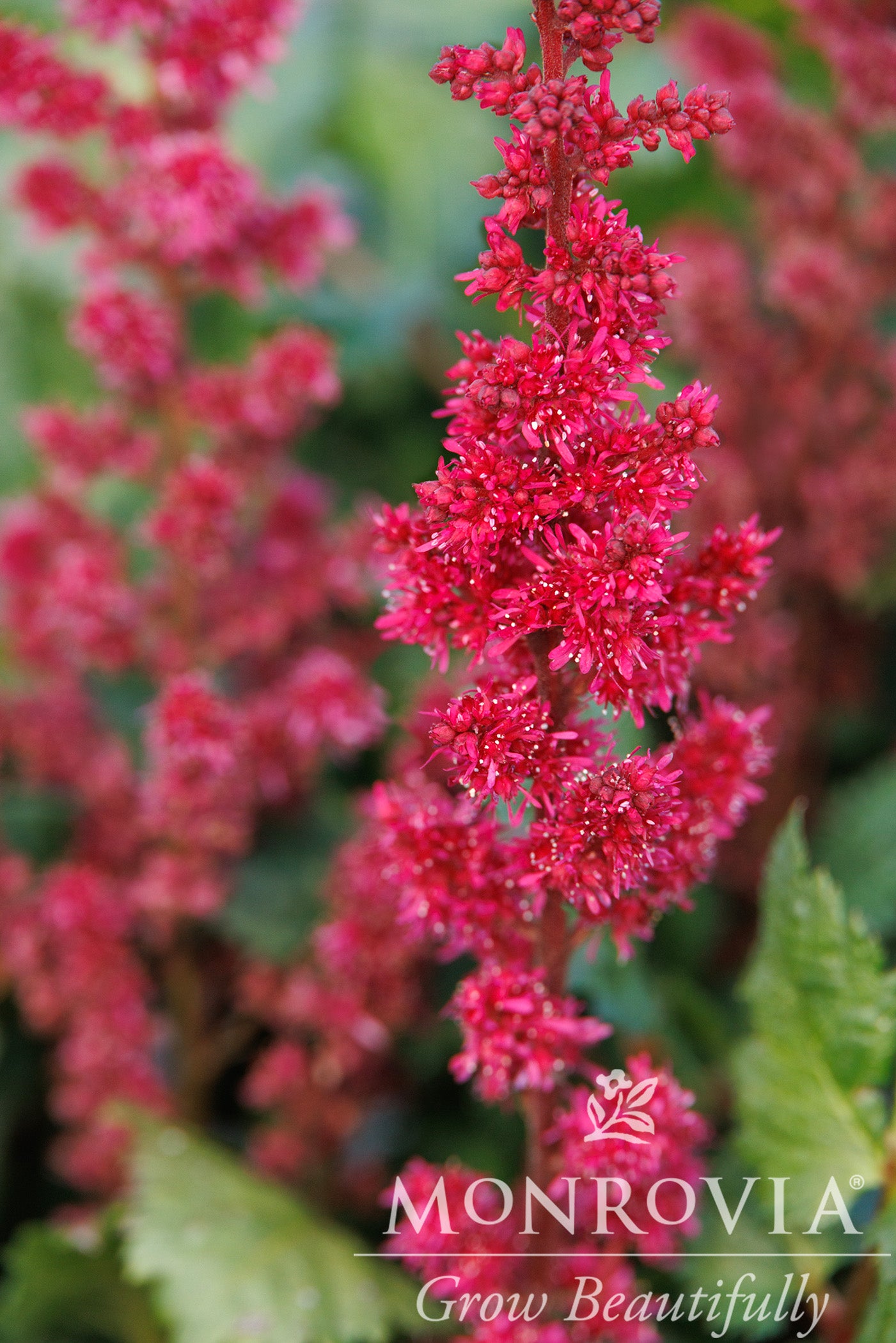 Astilbe | Vision Chinese Astilbe