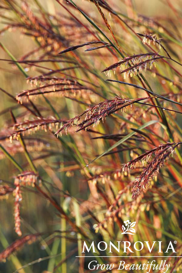 Andropogon | Blackhawks Big Bluestem - 1 Gallon