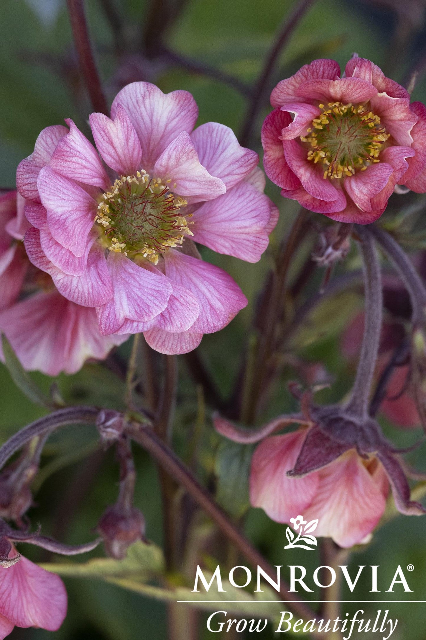 Geum | Tempo Rose Avens - 1 Gallon