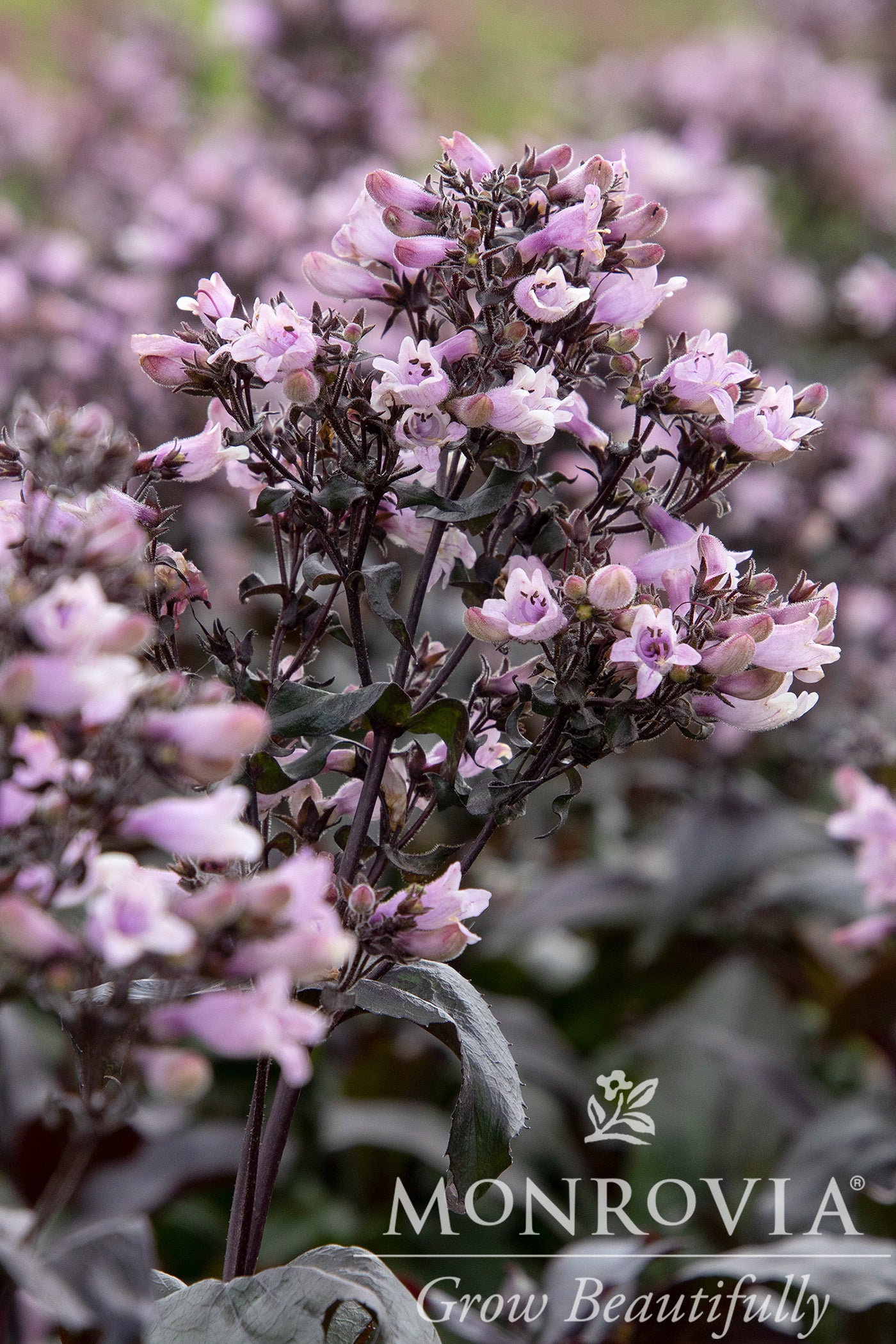 Penstemon | Dakota Burgundy Beardtongue