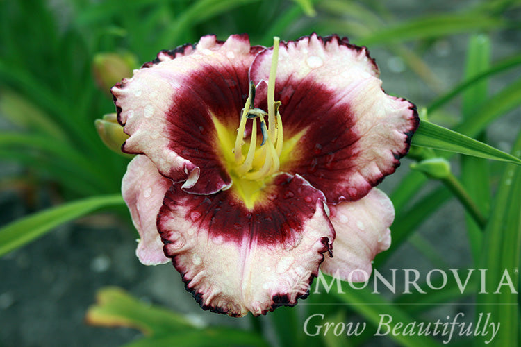 Hemerocallis | Stormy Skye Daylily