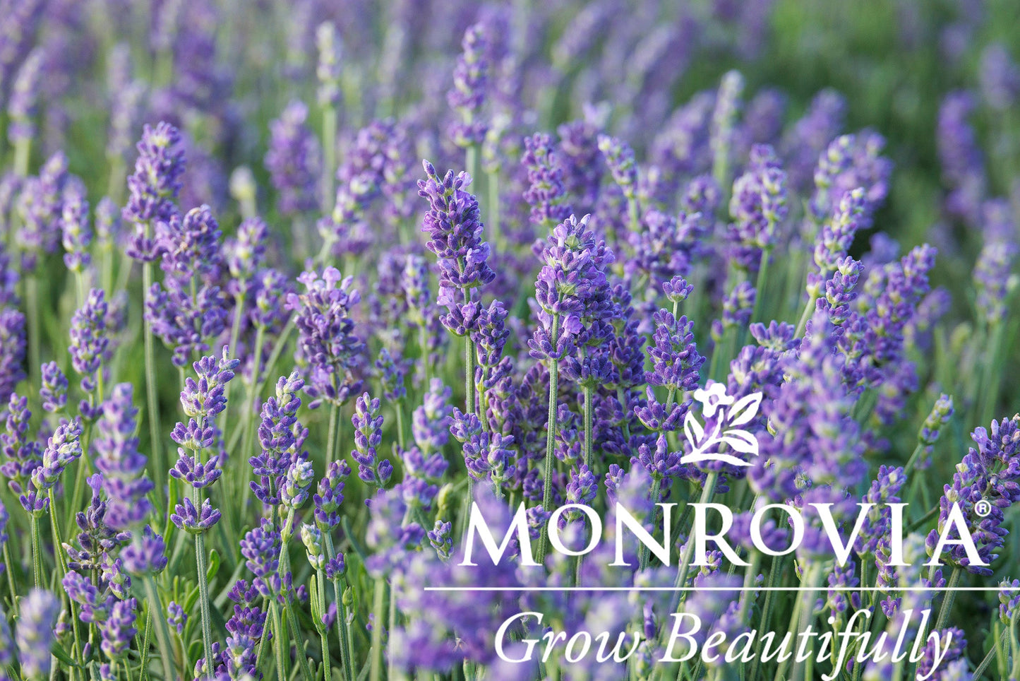 Lavandula | Vintro Blue Lavender - 1 Gallon