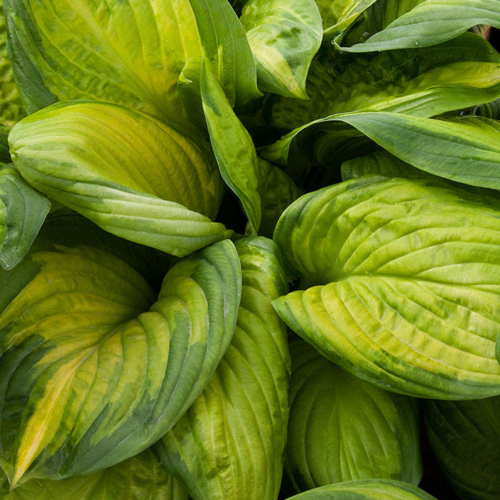 Hosta | Stained Glass Hosta - 1 Gallon