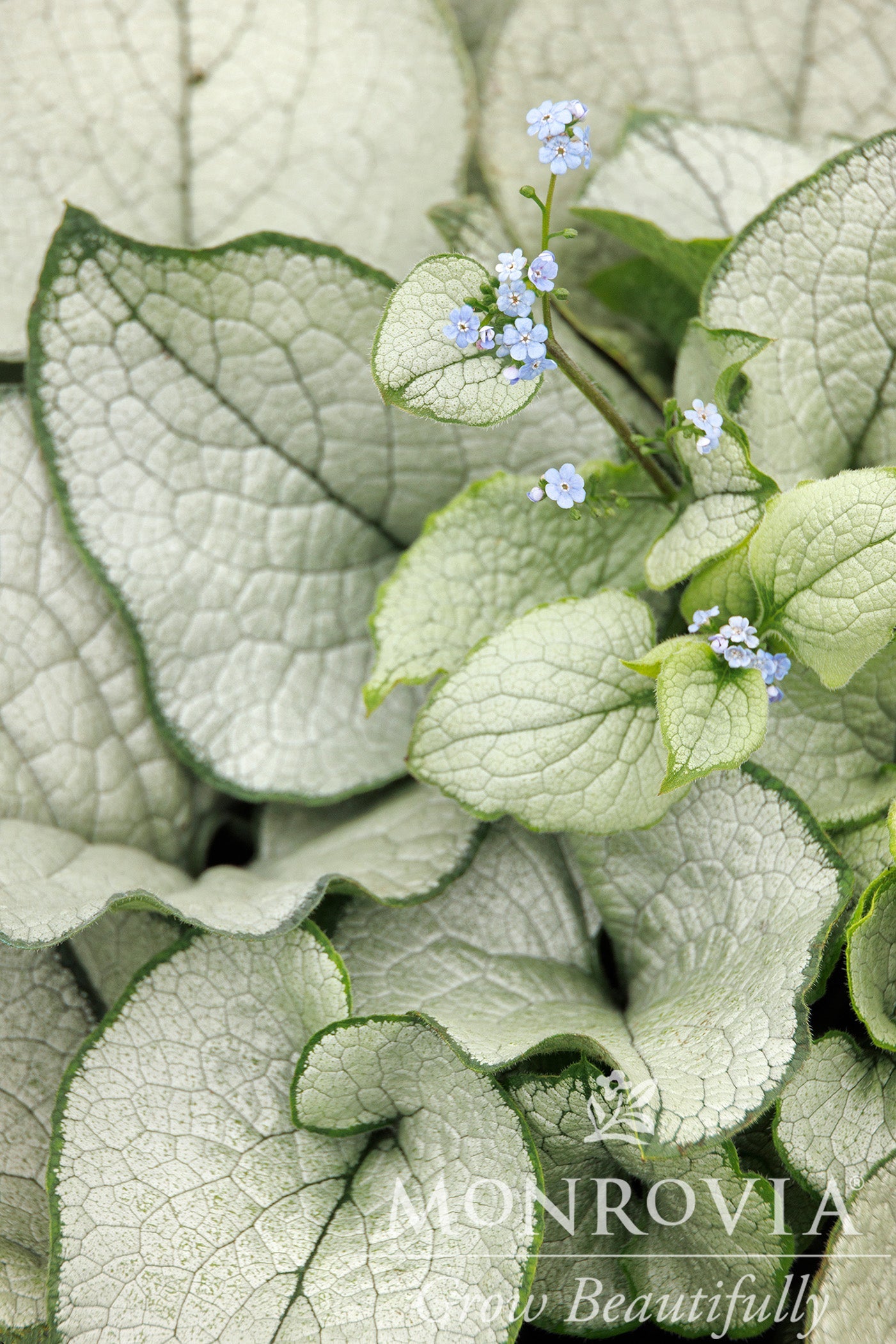 Brunnera | Alexandria Brunnera - 1 Gallon