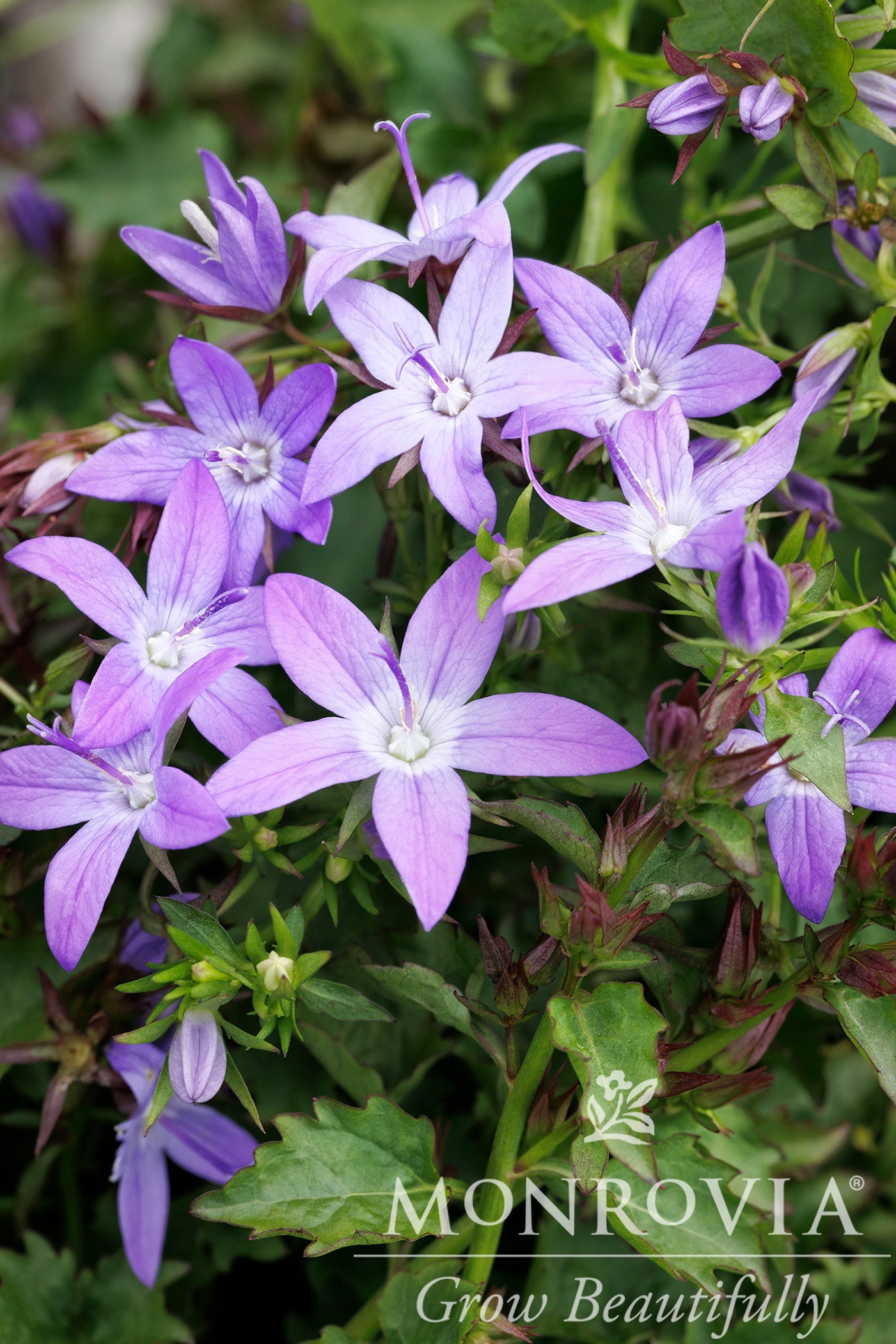 Campanula | Arctic Falls Serbian Bellflower - 1 Gallon