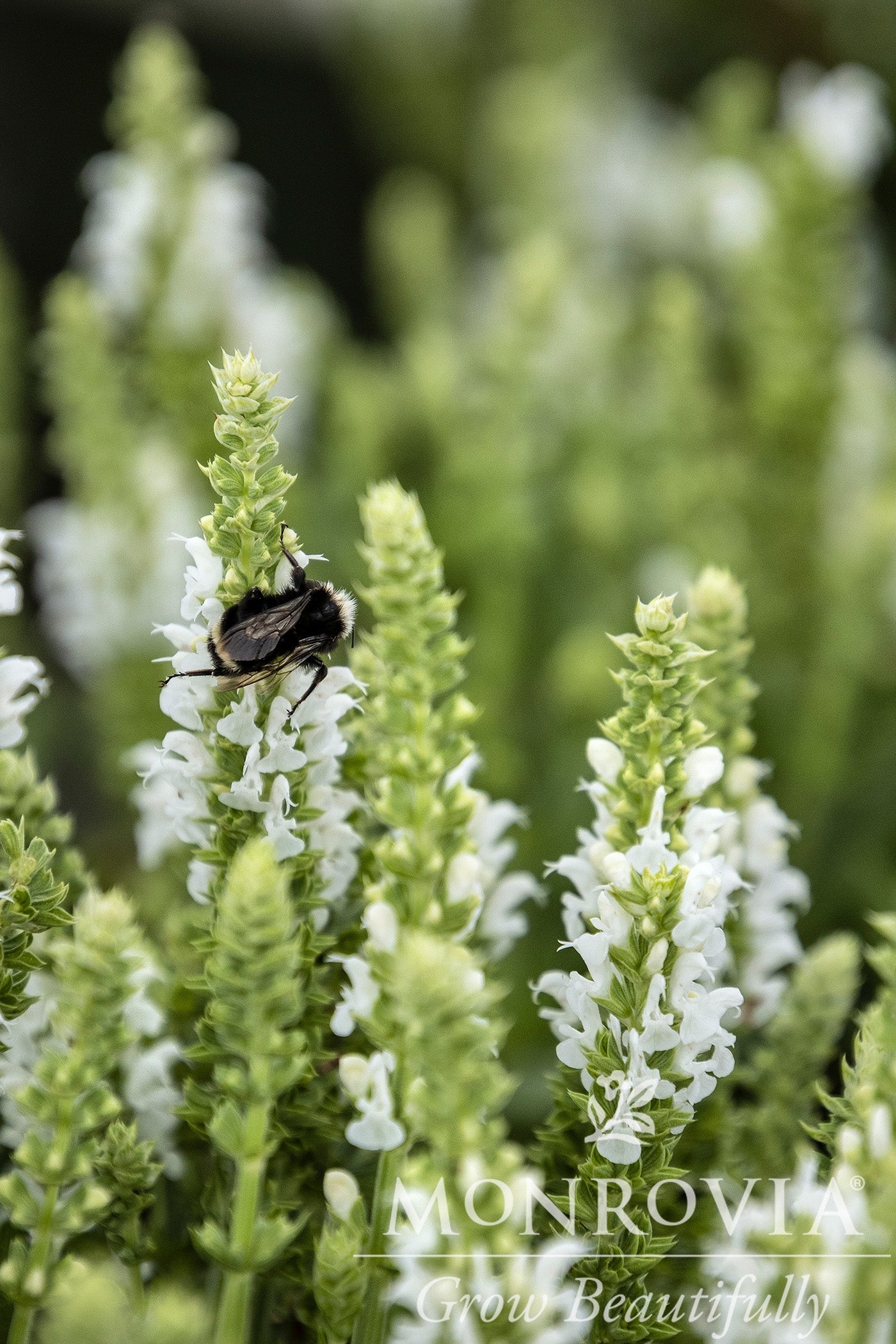 Salvia | Apex Meadow Sage | White - 1 Gallon