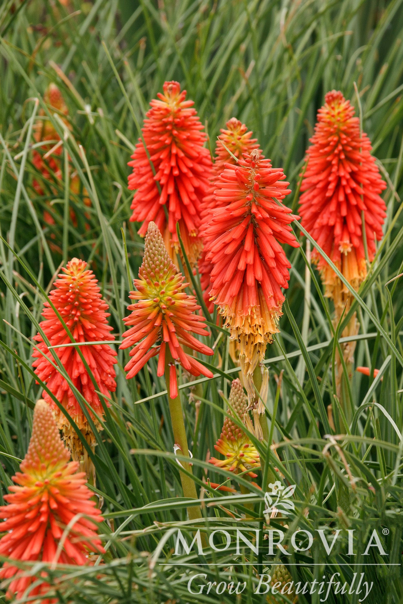 Kniphofia | Poco