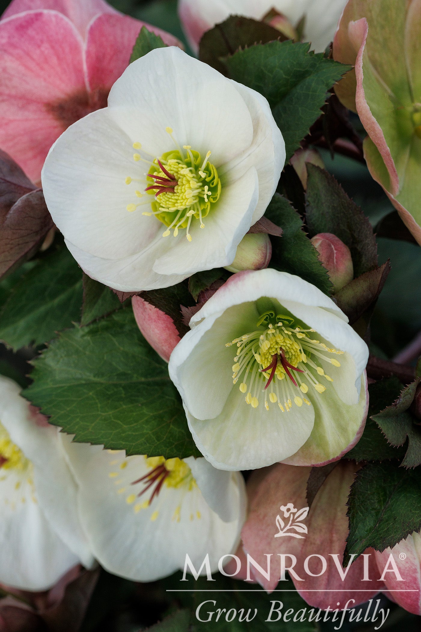 Helleborus | Ice N' Roses Lenten Rose | Picotee - 1 Gallon