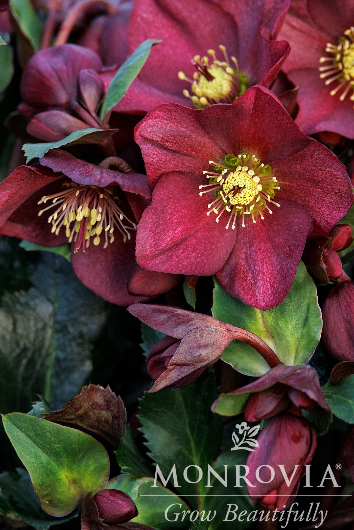Helleborus | Ice N' Roses Lenten Rose | Red - 1 Gallon