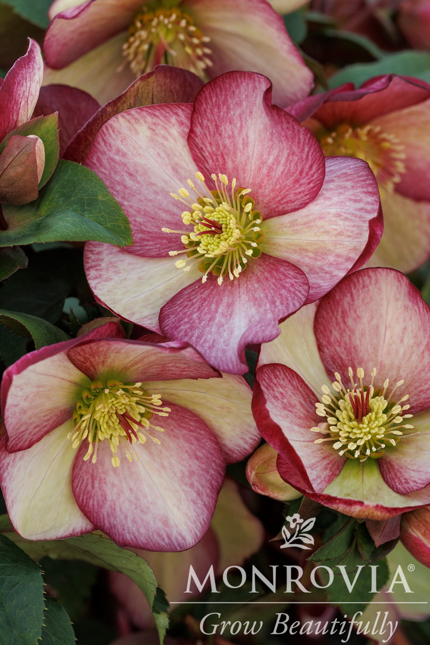 Helleborus | Ice N' Roses Lenten Rose | Rosado - 1 Gallon