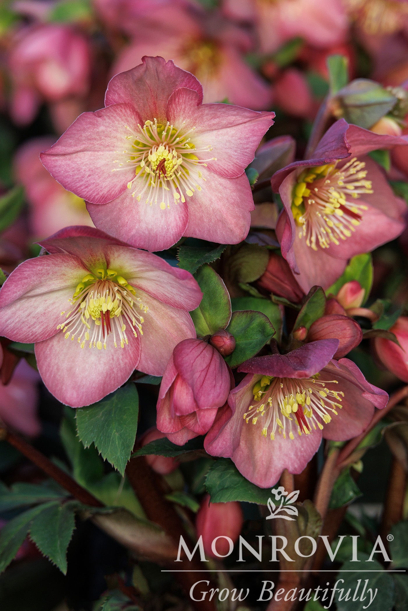 Helleborus | Ice N' Roses Lenten Rose | Pink - 1 Gallon