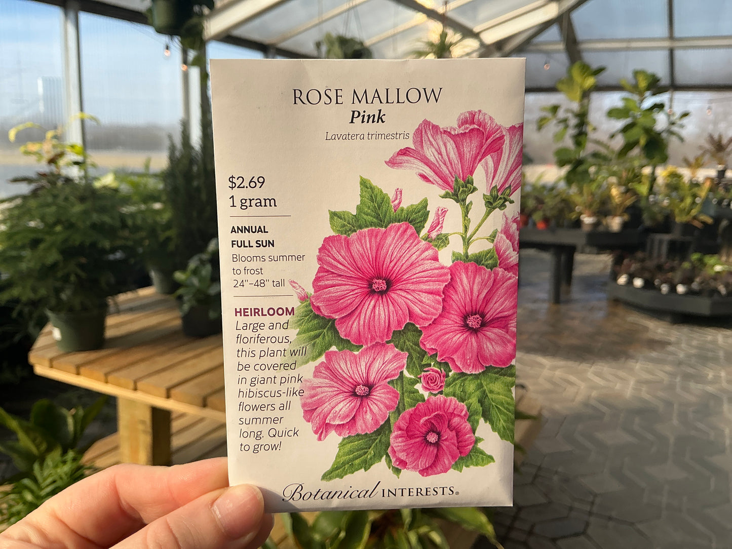 Lavatera | Rose Mallow Seed
