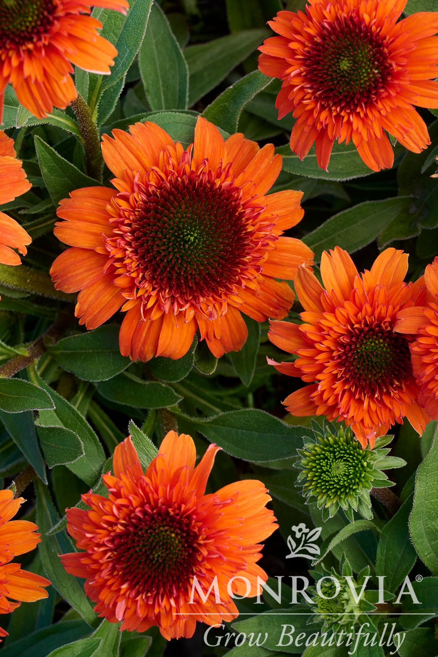 Echinacea | Moab Sunset Coneflower