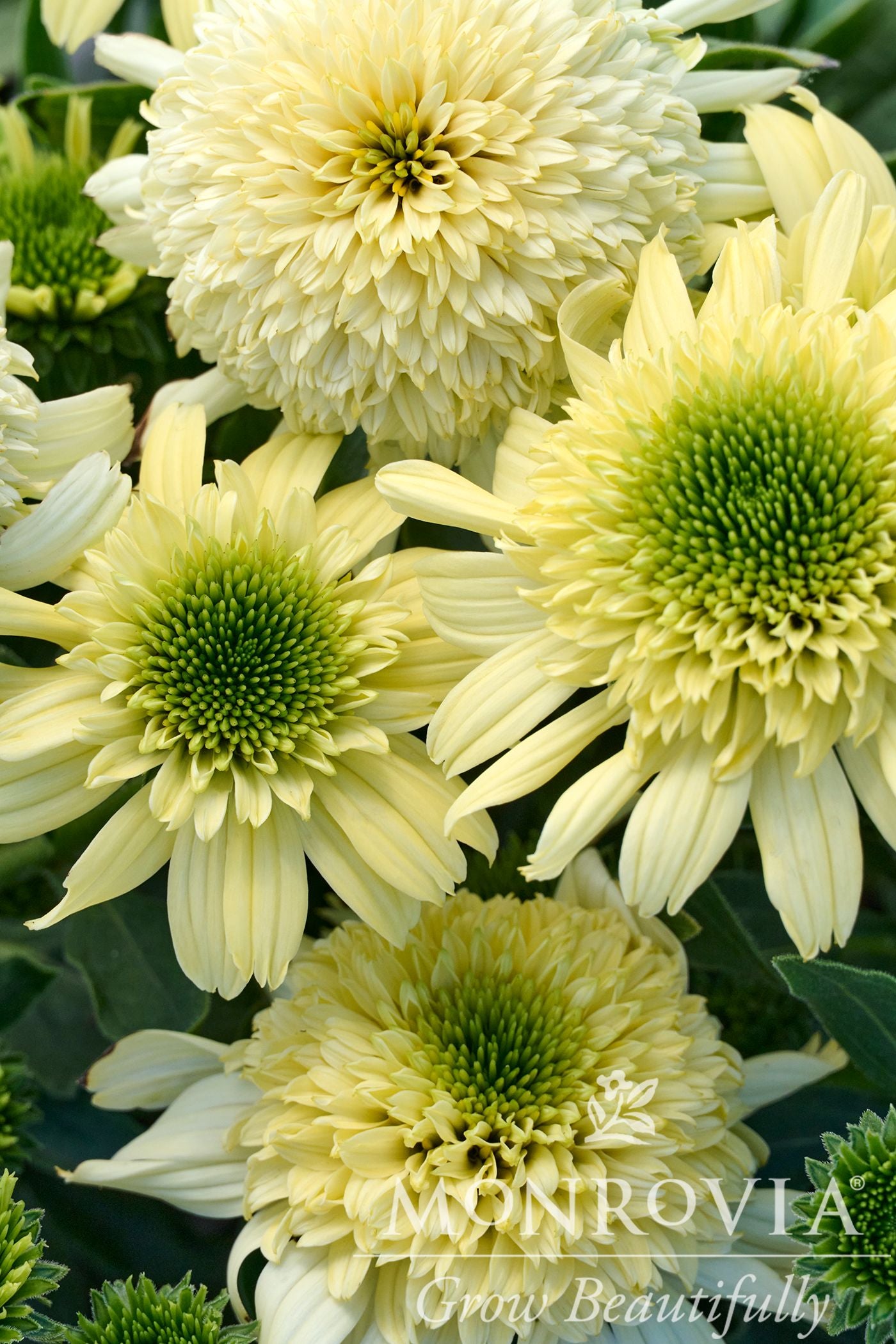 Echinacea | Sundial Zenith Coneflower