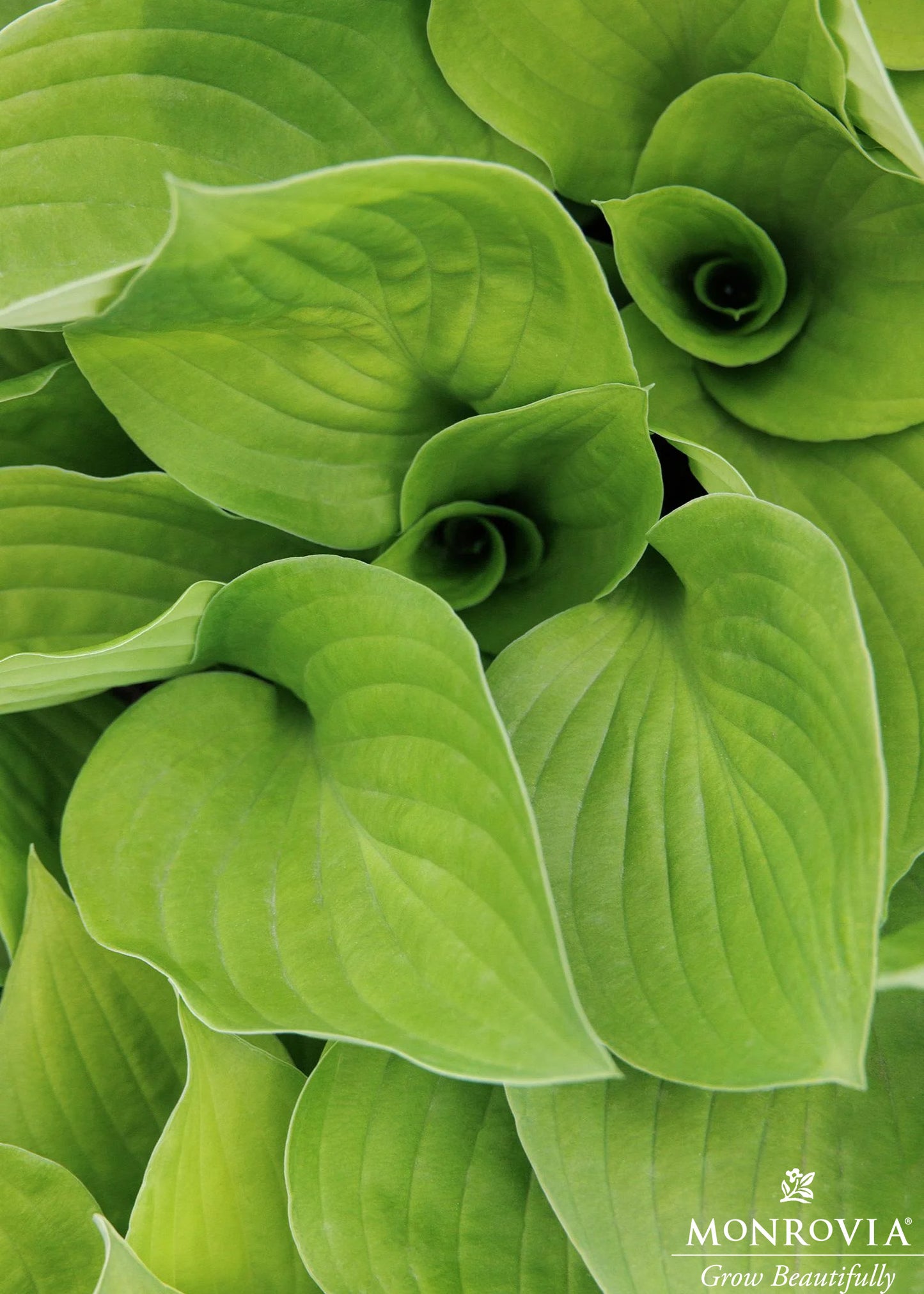 Hosta | Gooseberry Sundae