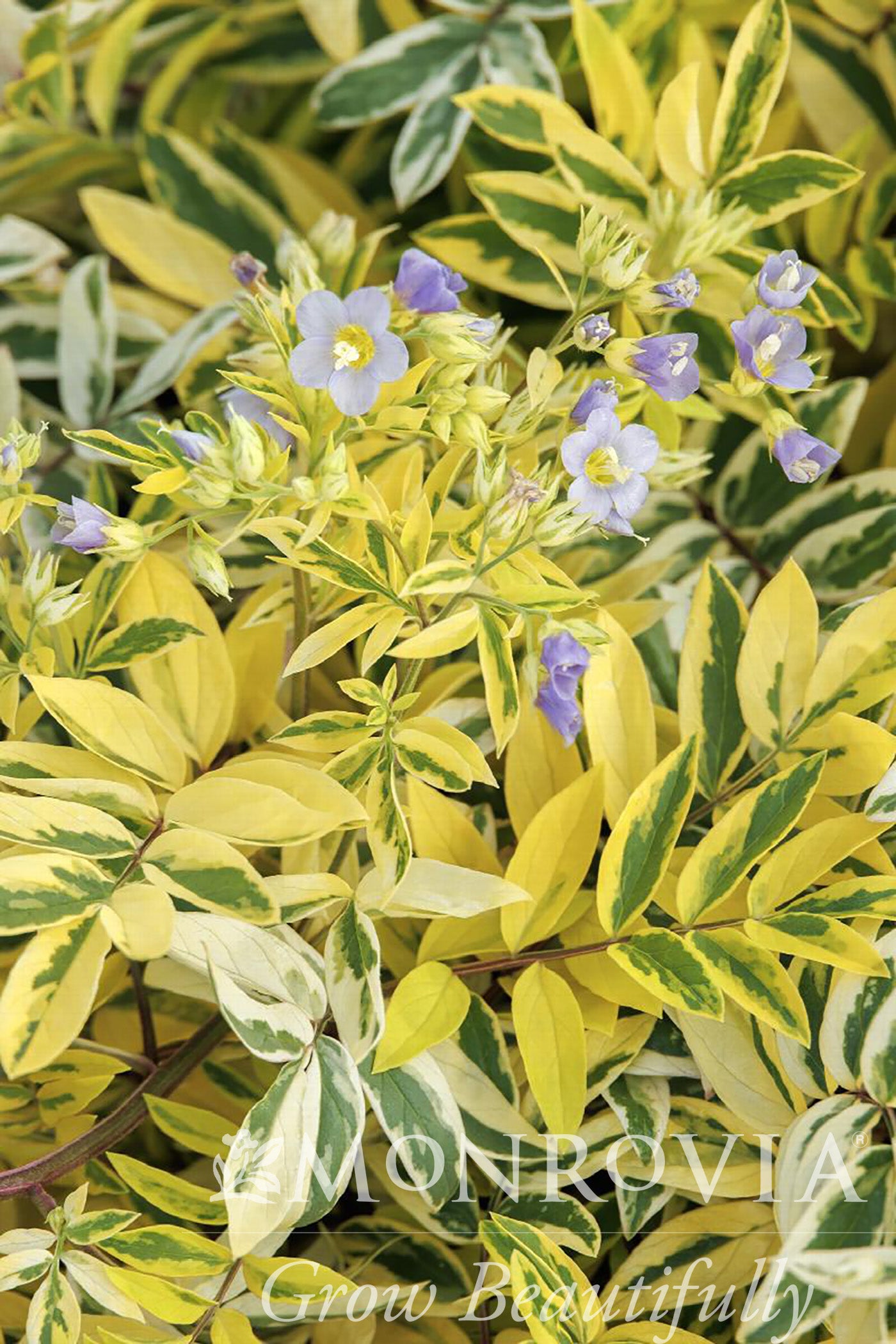 Polemonium | Golden Feathers Jacob's Ladder