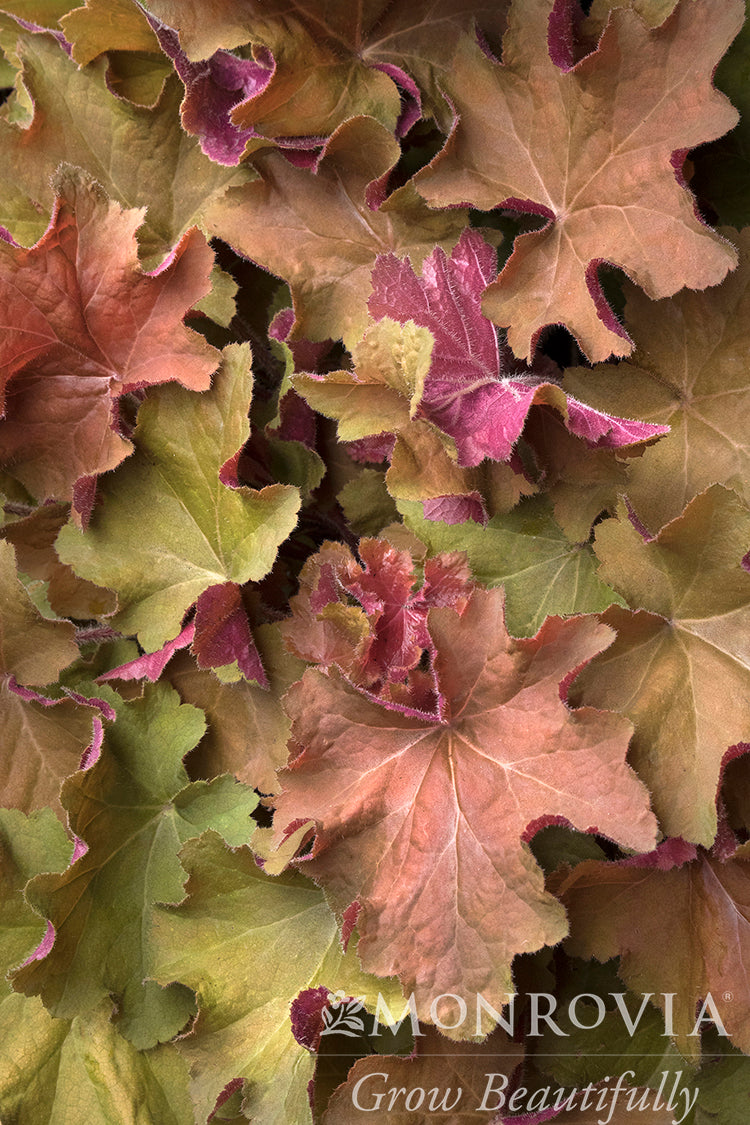 Heuchera | Caramel Coral Bells