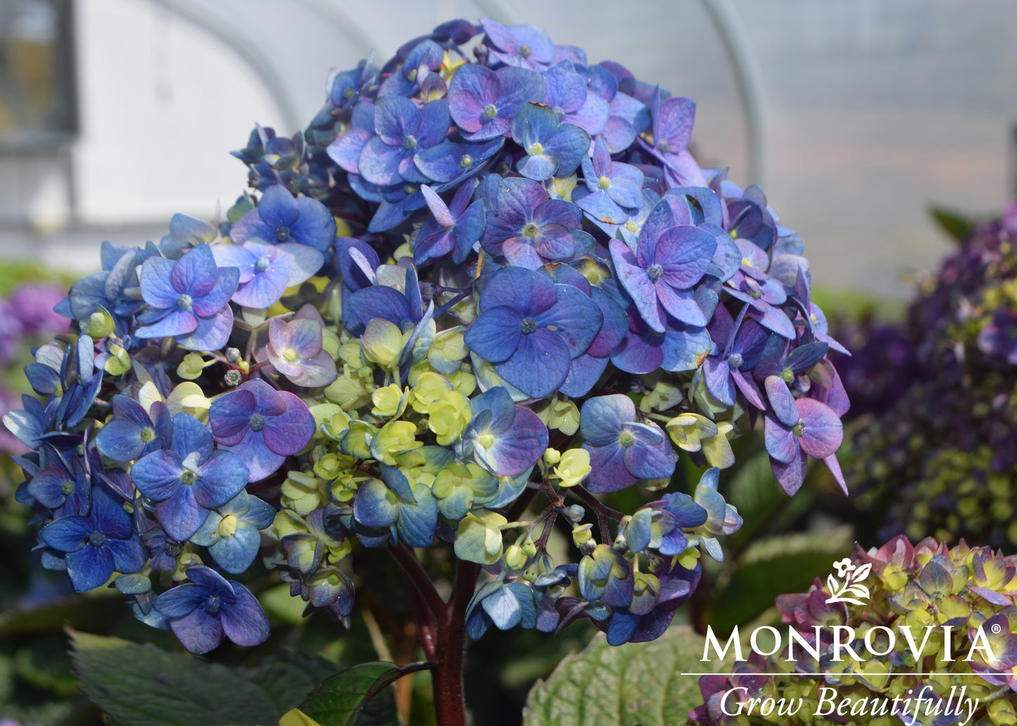 Hydrangea | Pebble Beach Bigleaf Hydrangea