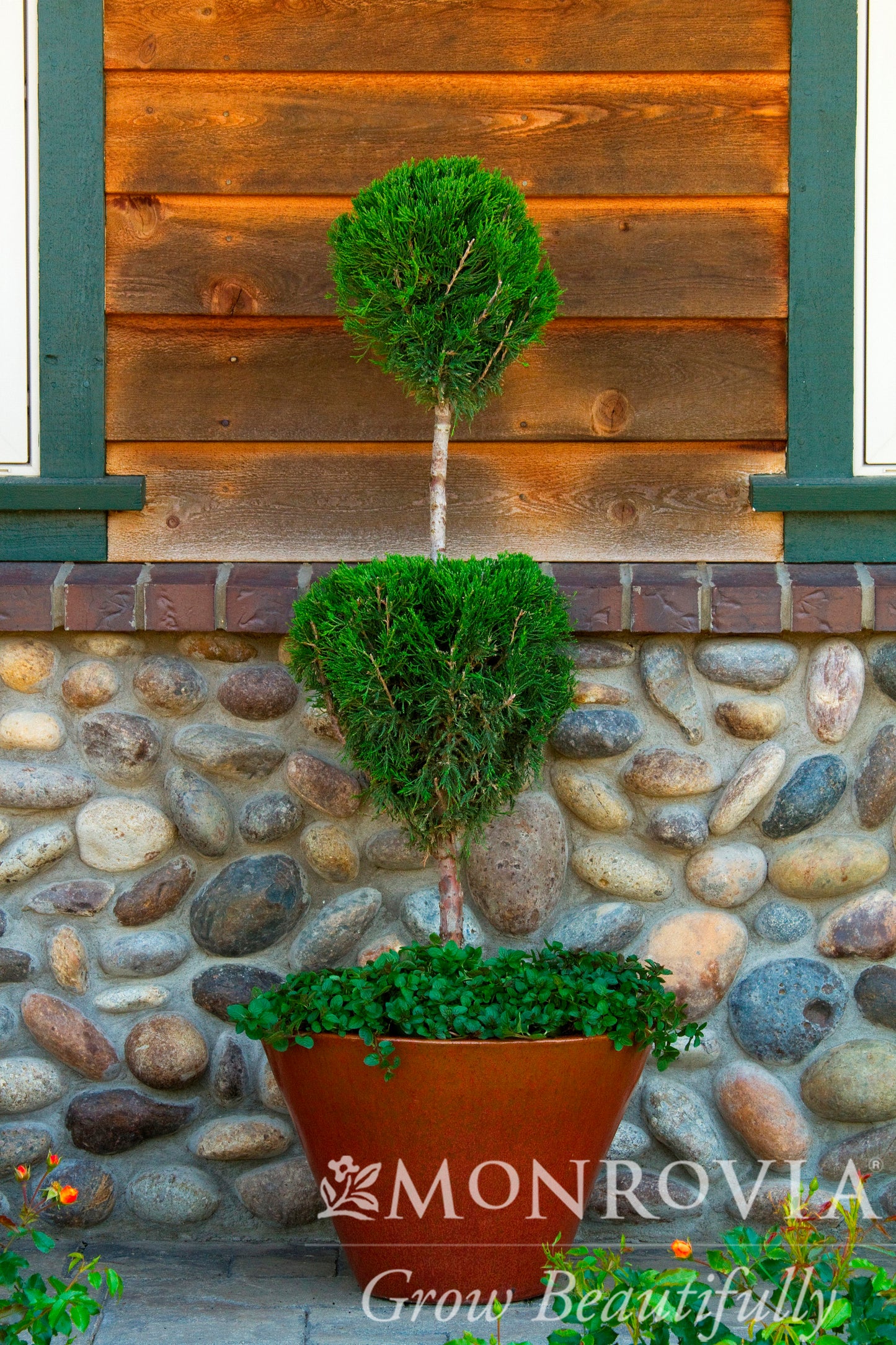 Juniperus | Spartan Juniper
