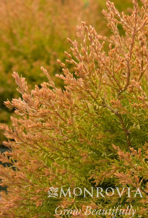 Thuja | Fire Chief Arborvitae