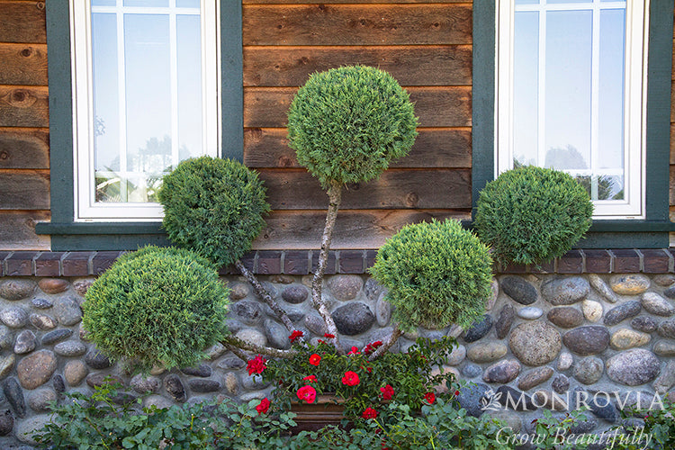Juniperus | Hetz Blue Juniper | Pom Pom - 10 Gallon
