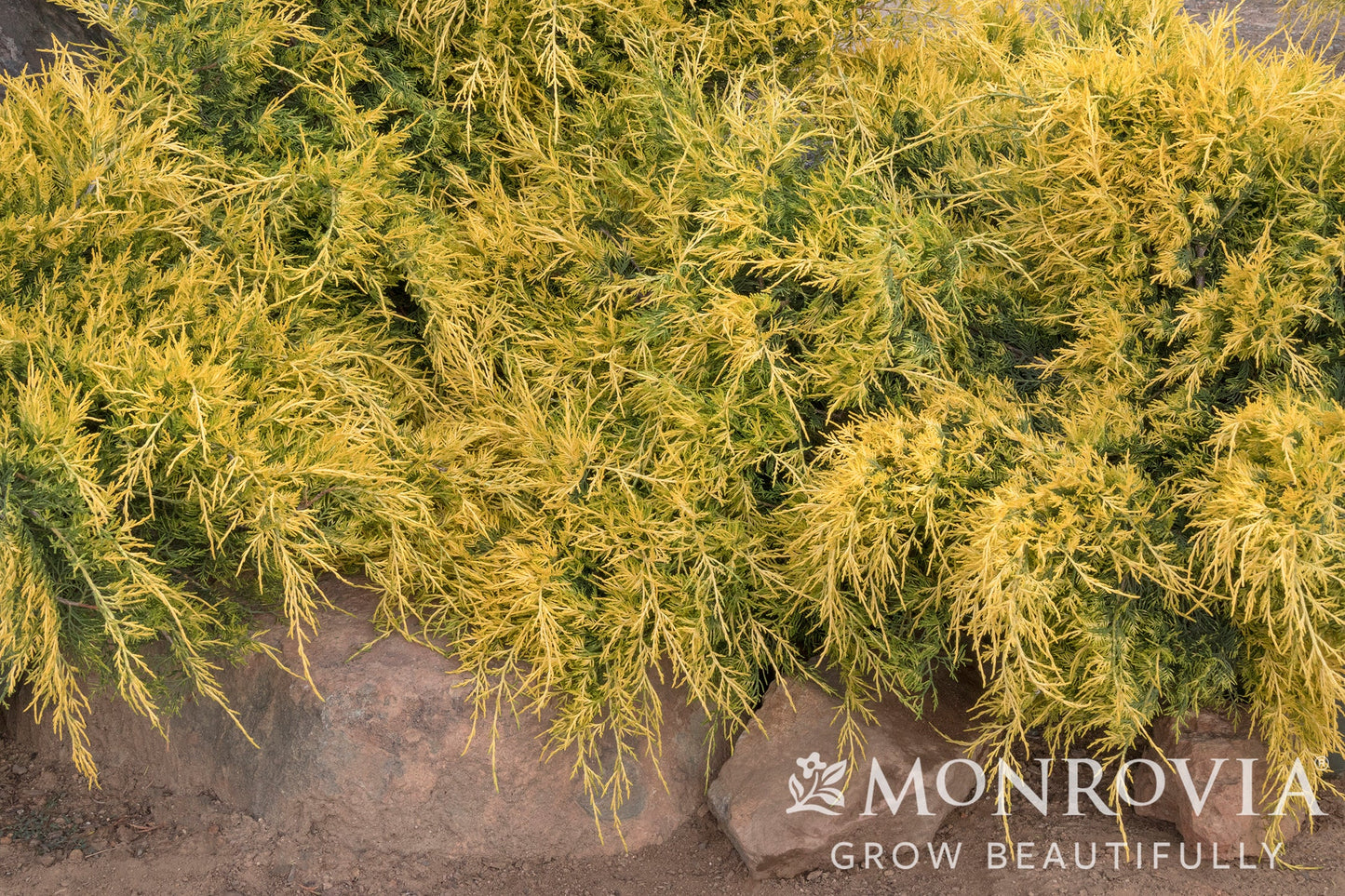 Juniperus | Sea of Gold Juniper - 2 Gallon