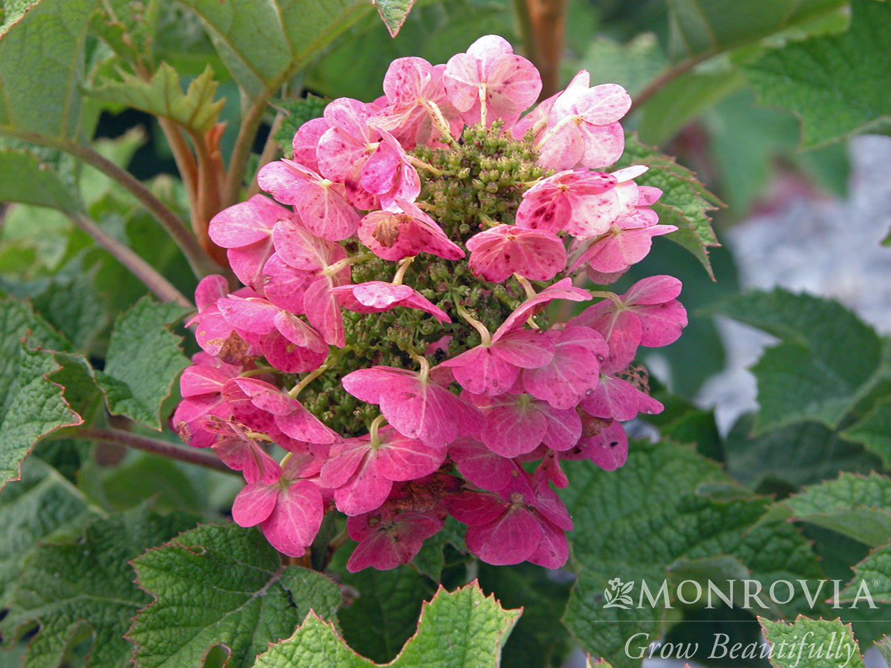 Hydrangea | Ruby Slippers Oakleaf Hydrangea - 3 Gallon