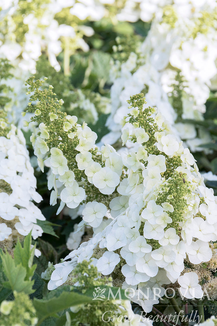 Hydrangea | Ruby Slippers Oakleaf Hydrangea