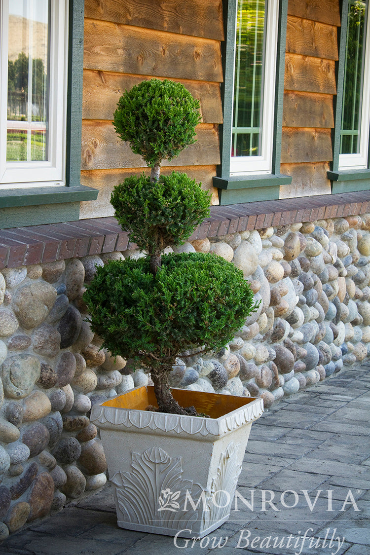 Juniperus | San Jose Juniper