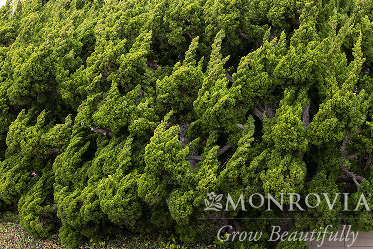 Juniperus | Torulosa Juniper - 10 Gallon