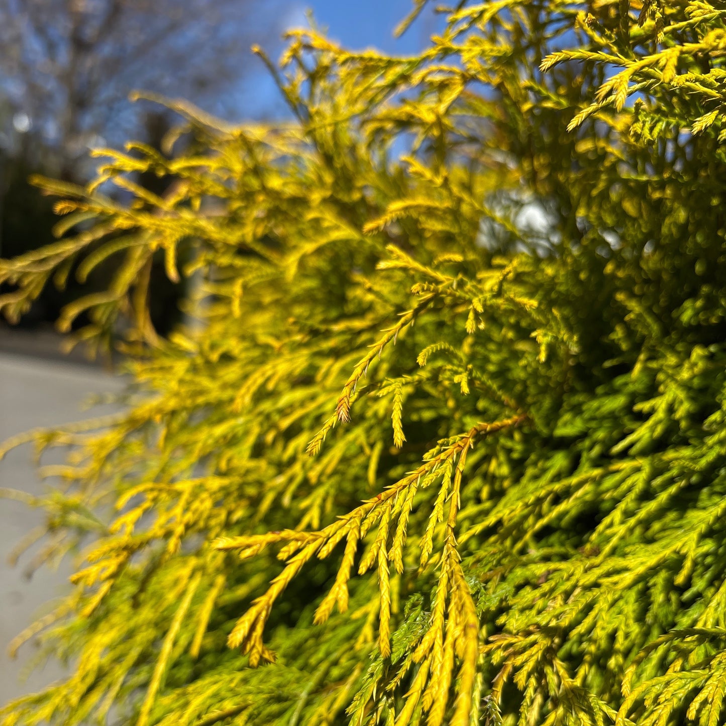 Chamaecyparis | Golden Mop False Cypress - 1 Gallon