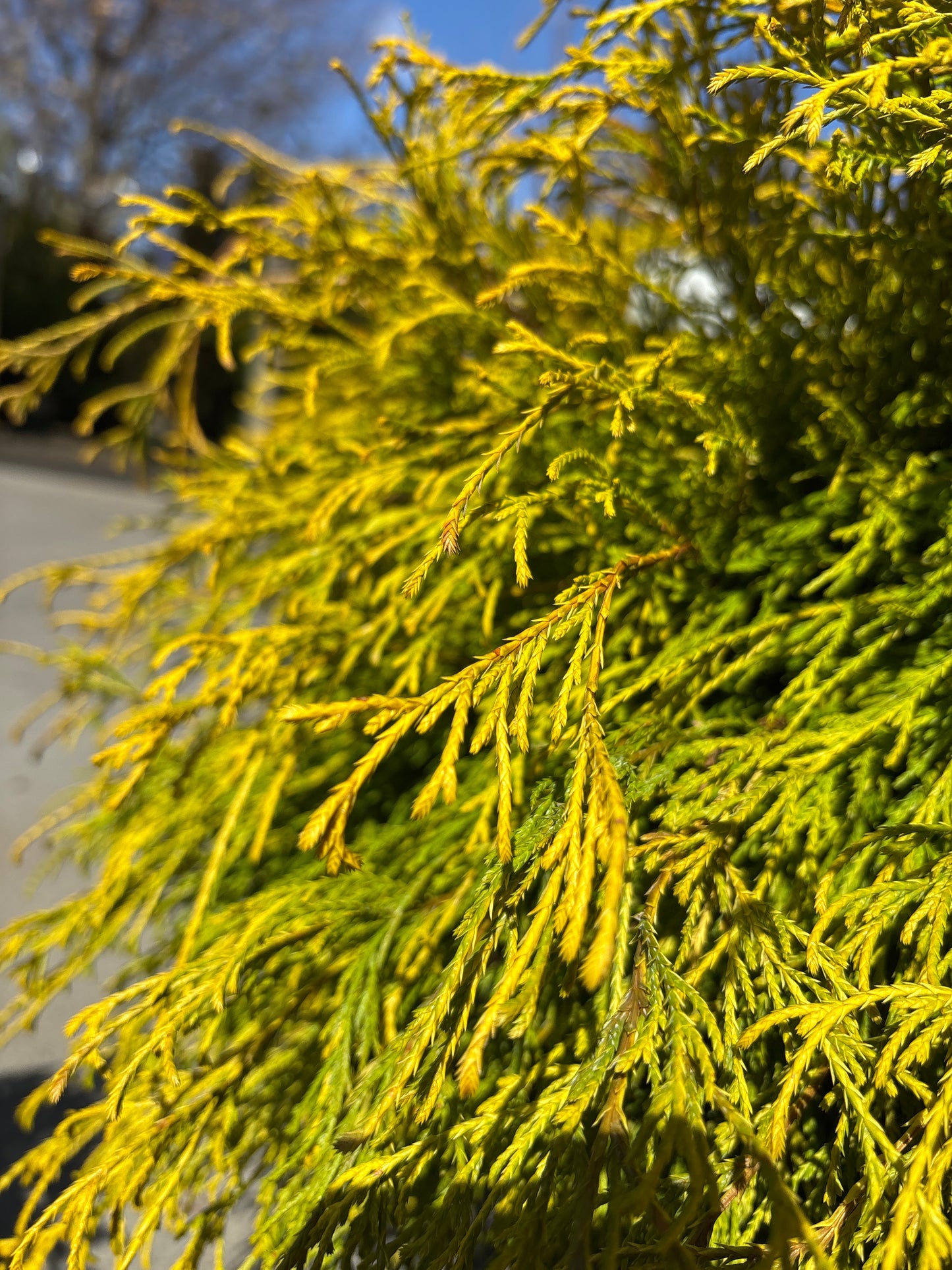 Chamaecyparis | Golden Mop False Cypress - 6 Gallon