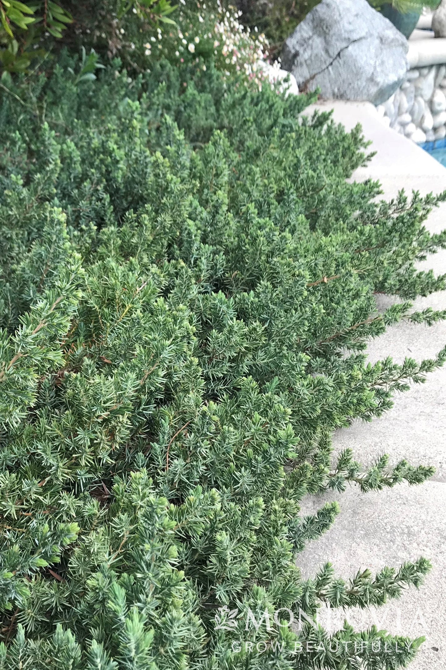 Juniperus | Blue Pacific Juniper - 3 Gallon