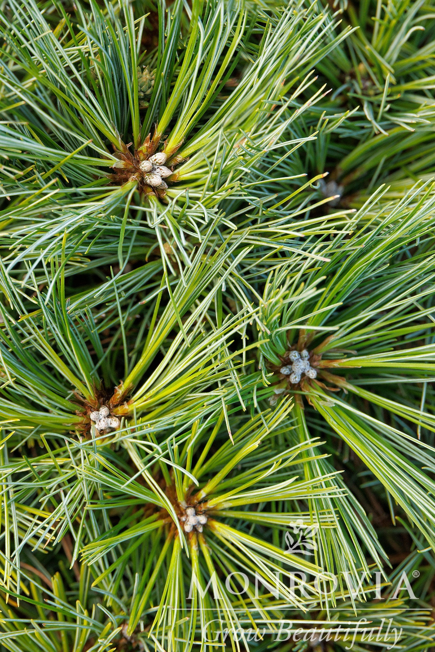 Pinus | Blue Shag Eastern White Pine | Tree Form - 7 Gallon