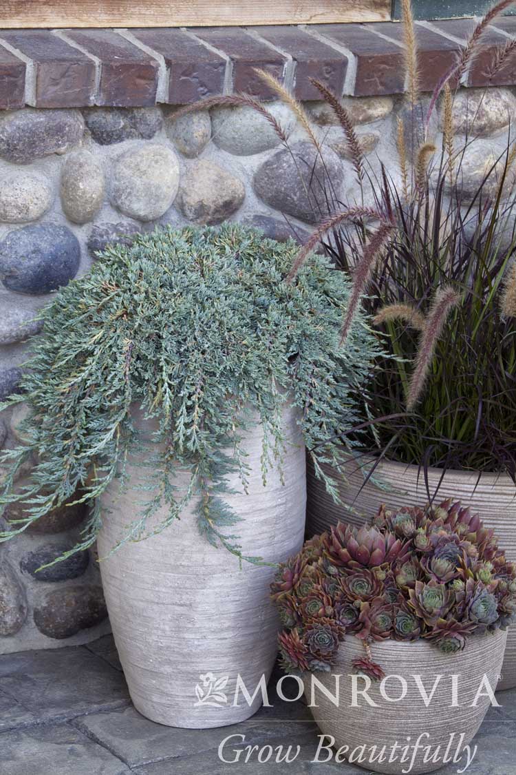 Juniperus | Icee Blue Juniper - 2 Gallon