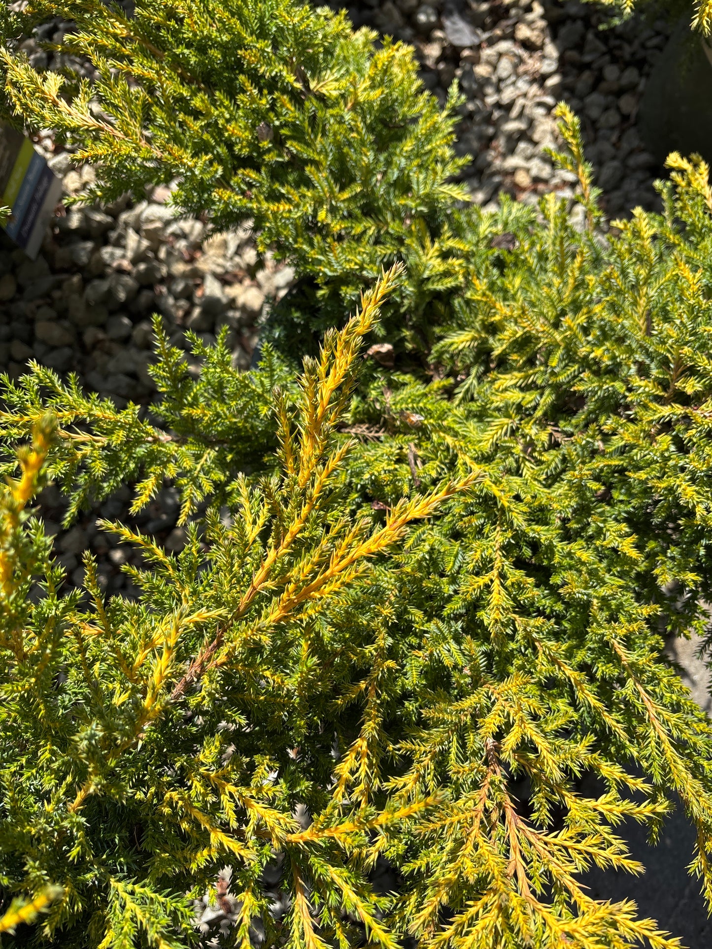 Juniperus | Daub's Frosted Juniper