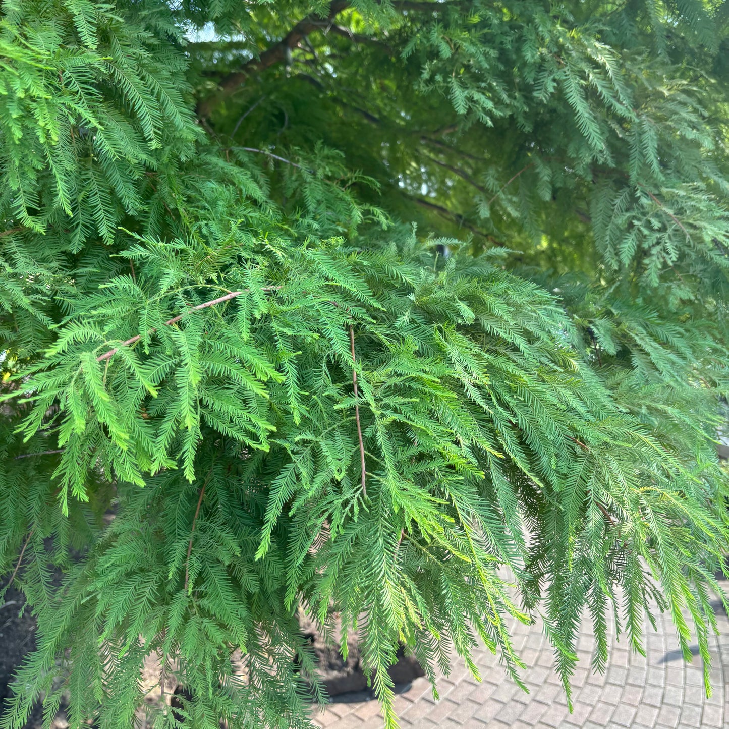 Taxodium | Bald Cypress - 15 Gallon