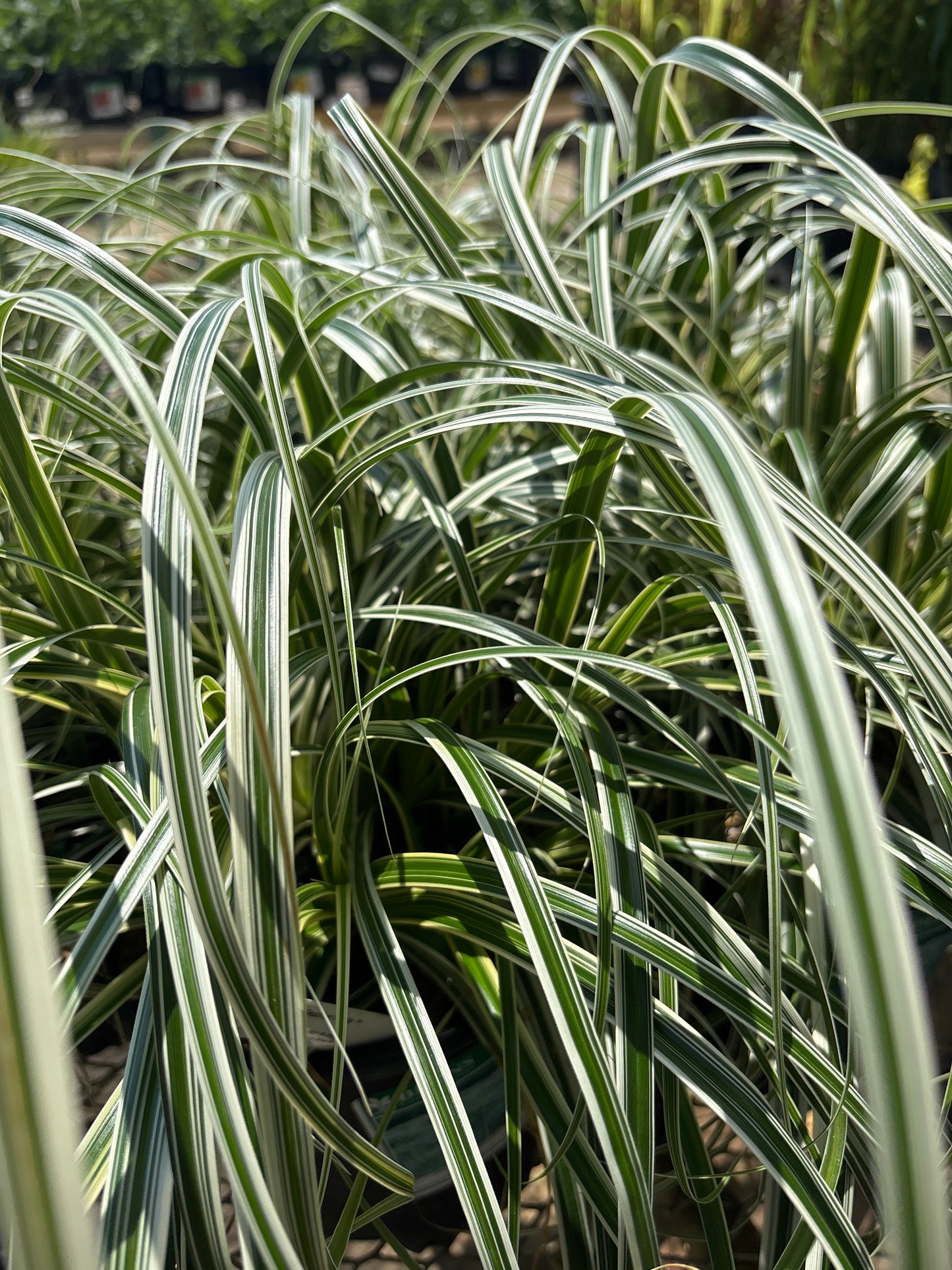 Carex | Feather Falls Sedge