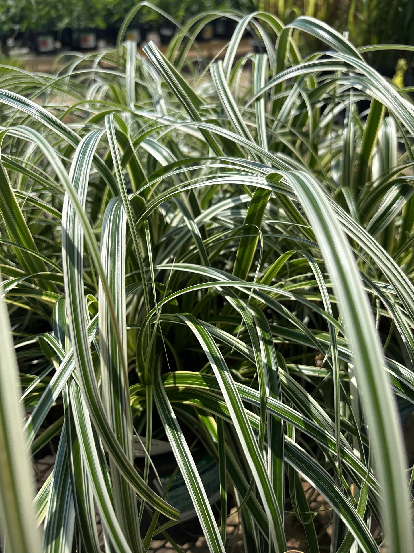 Carex | Feather Falls Sedge - 1 Gallon