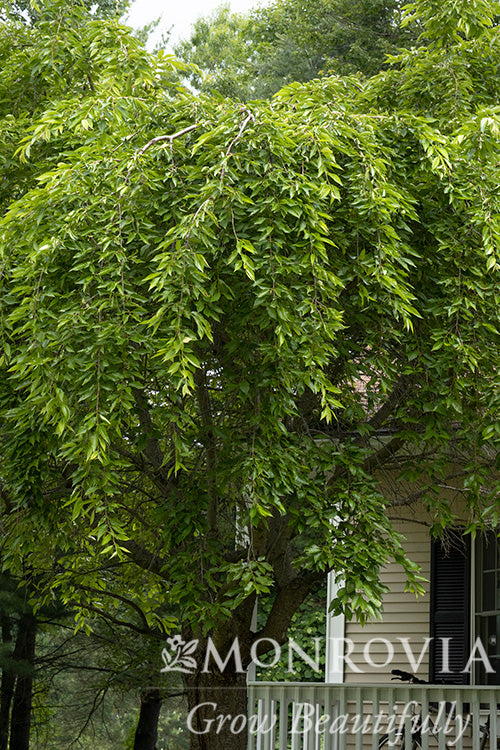 Prunus | Weeping Higan Cherry