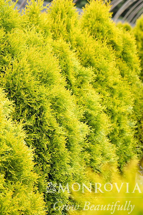 Thuja | Highlights Arborvitae
