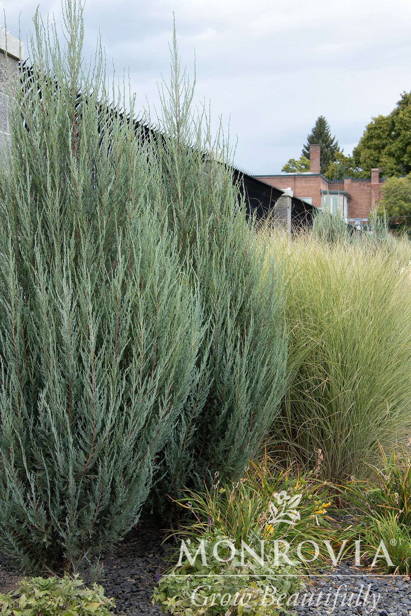 Juniperus | Skyrocket Juniper