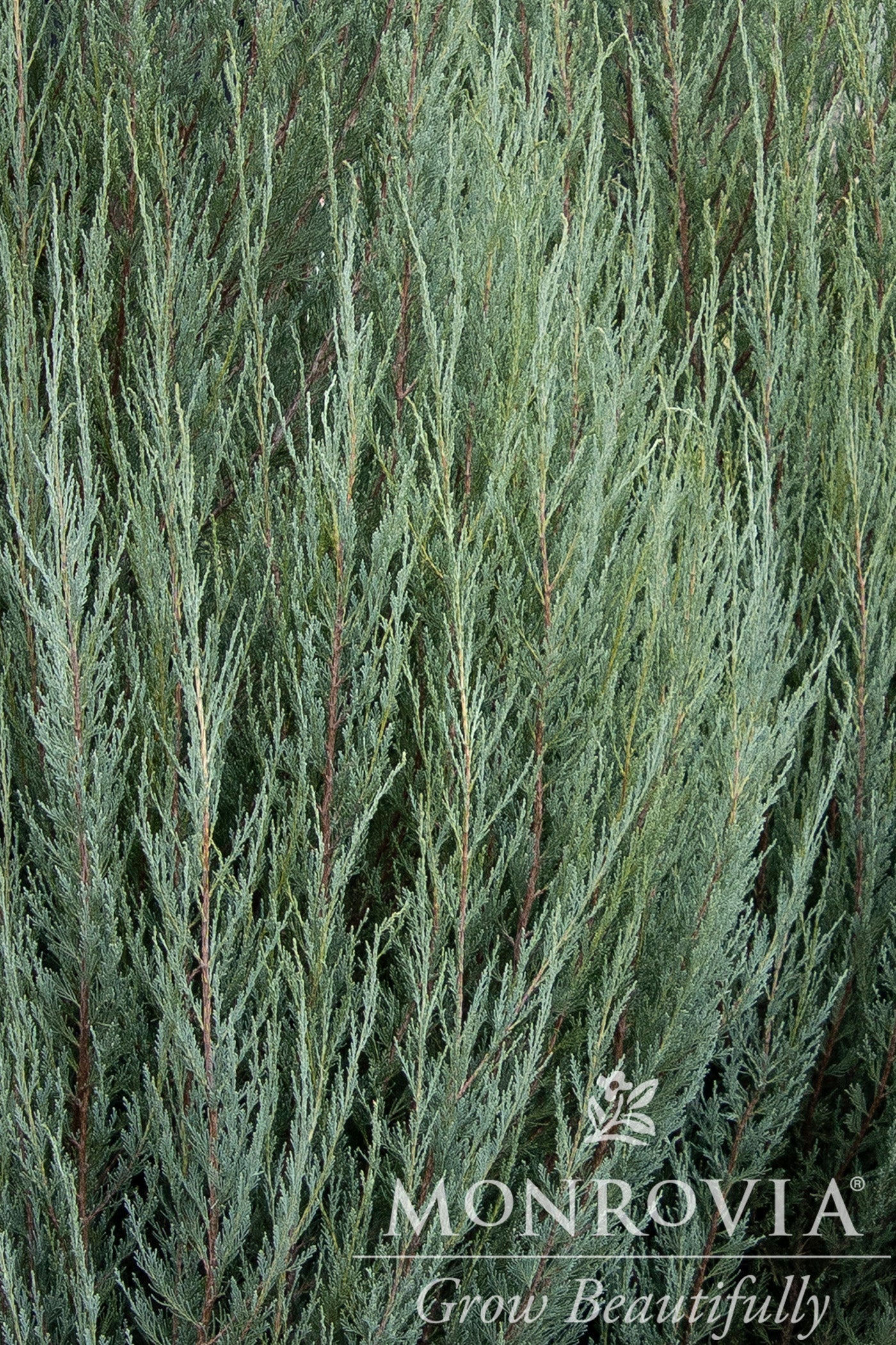 Juniperus | Skyrocket Juniper - 7 Gallon