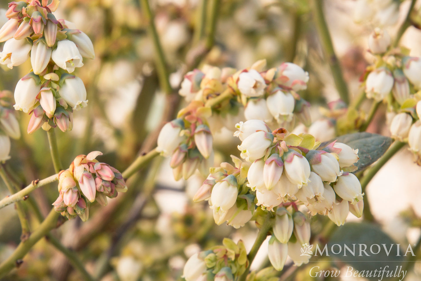 Vaccinium | Bountiful Blue Highbush Blueberry