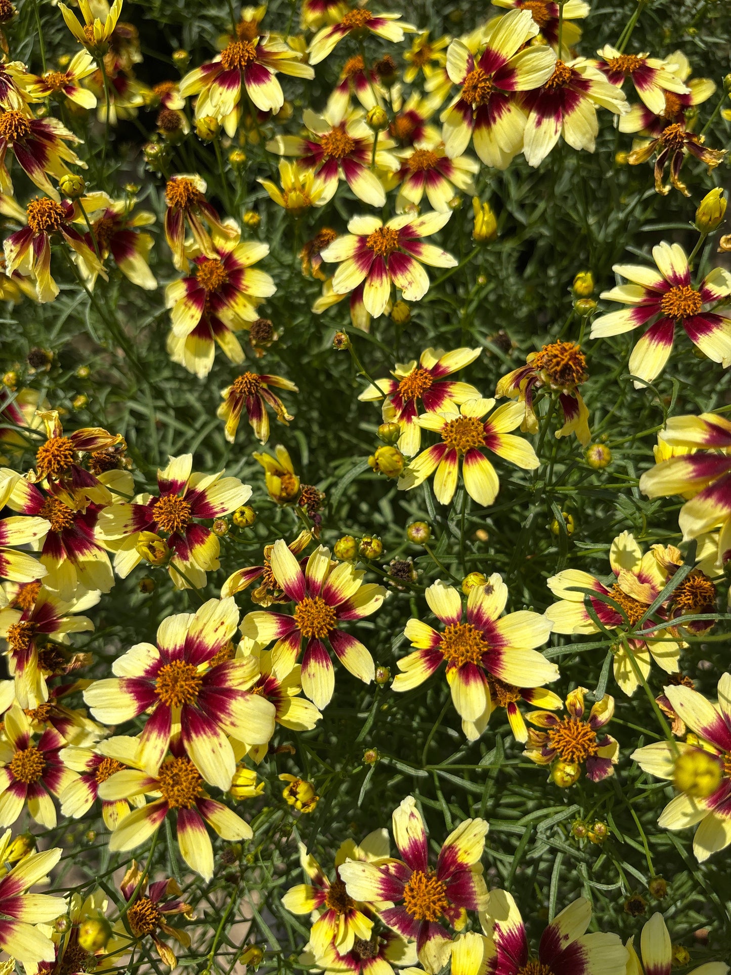 Coreopsis | Sizzle & Spice Tickseed | Red Hot Vanilla - 1 Gallon