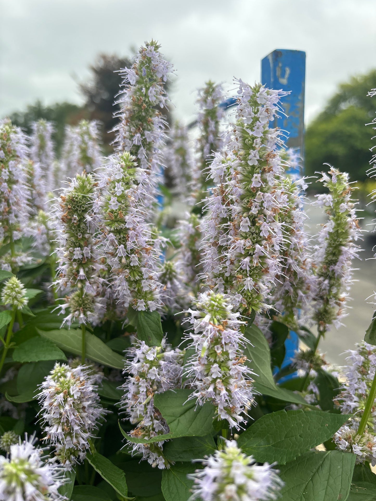 Agastache | Blue Fortune Hyssop - 1 Gallon