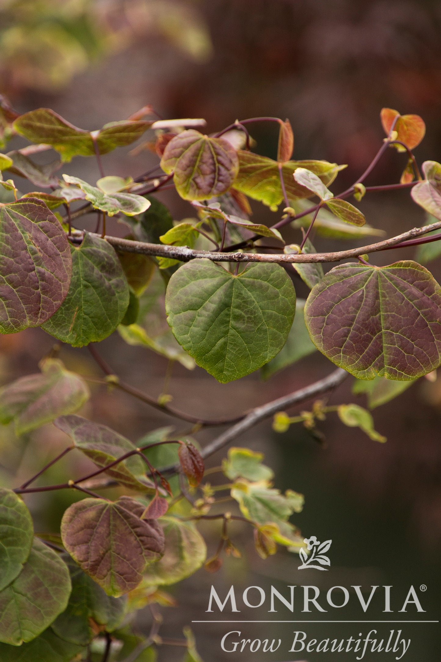 Cercis | Ruby Falls Weeping Redbud