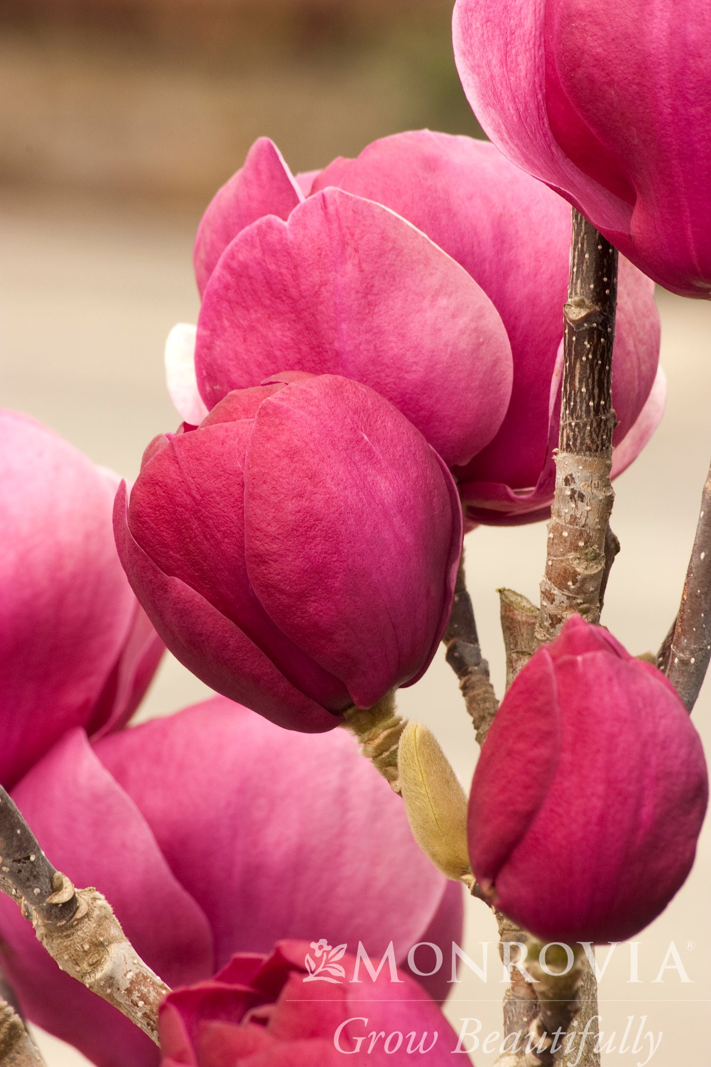 Magnolia | Black Tulip Magnolia - 5 Gallon