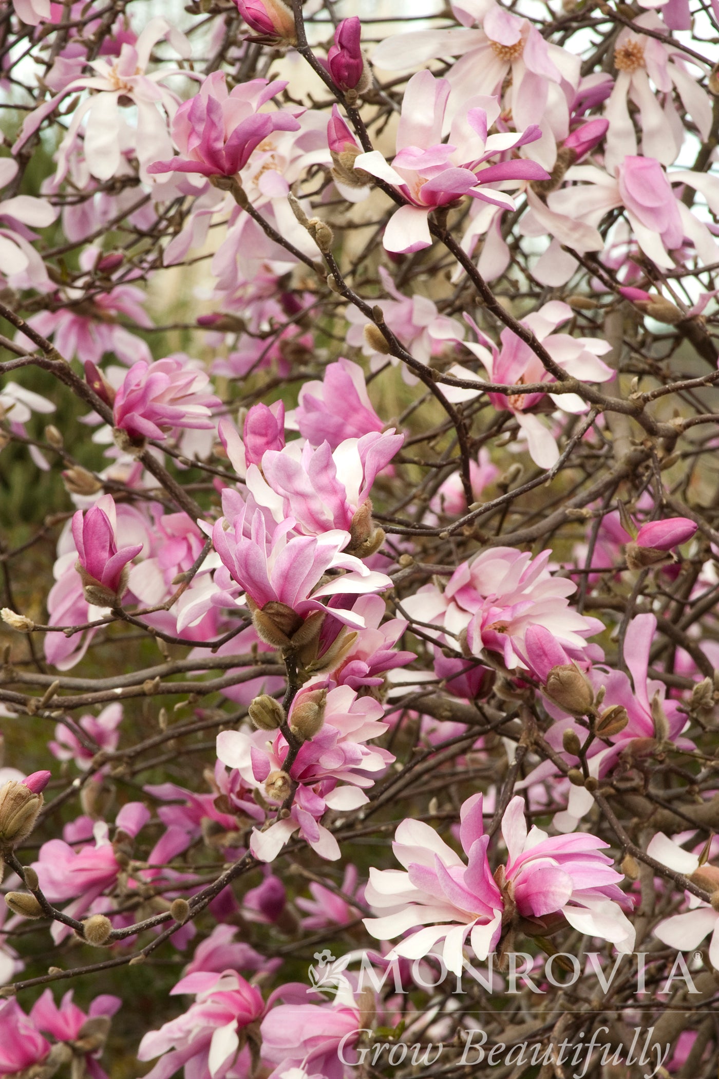 Magnolia | Leonard Messel Magnolia